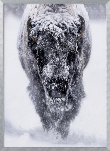 Majestic Bison Snowstorm | Poster - Silver Frame Interior