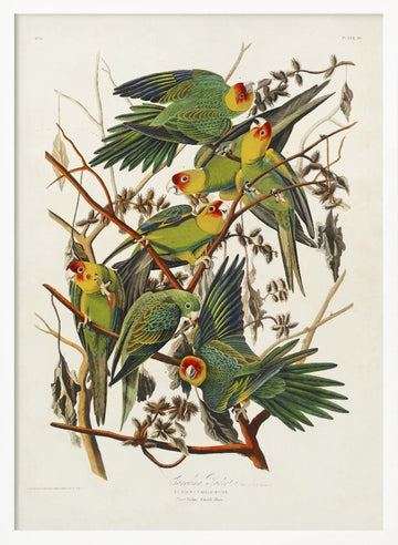 Carolina Parrot From Birds of America (1827) | Poster - White Frame Interior