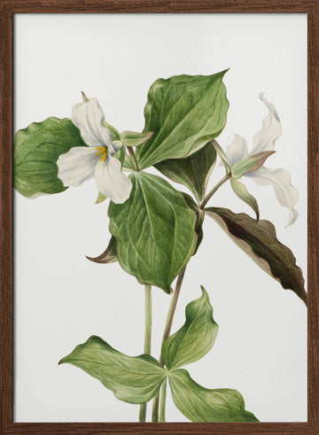 Large White Trillium | Poster - Walnut Frame Interior