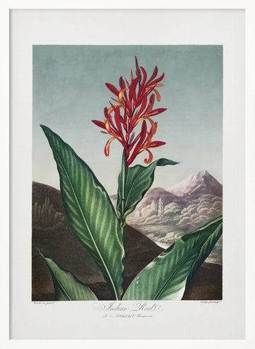 Indian Reed from The Temple of Flora (1807) | Poster - White Frame Interior