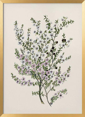 Manuk Drawn By Sarah Featon(1848   1927) | Poster - Gold Frame Interior