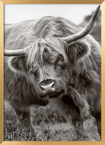 Majestic Highland Cow | Poster - Gold Frame Interior