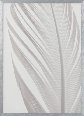 Delicate White Feather | Poster - Silver Frame Interior
