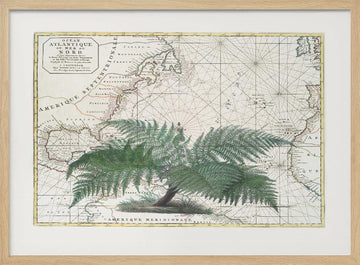 Vintage Map Fern Botanical | Poster - Wood Frame Interior