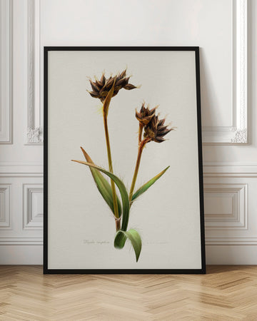 Detailed Botanical Study | Poster - Room Interior 1