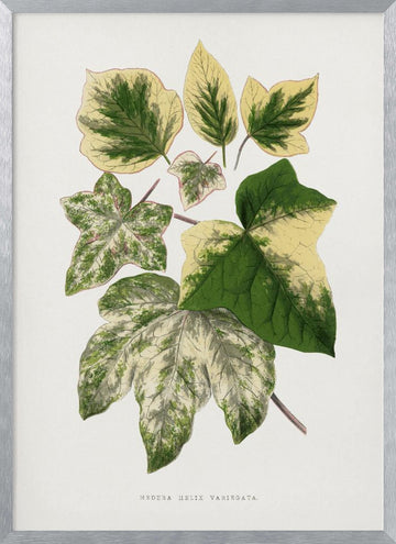 Green Leaf Illustration | Poster - Silver Frame Interior