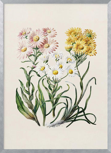 New Zealand Snow Groundsels Drawn By Featon (1848–1927) | Poster - Silver Frame Interior