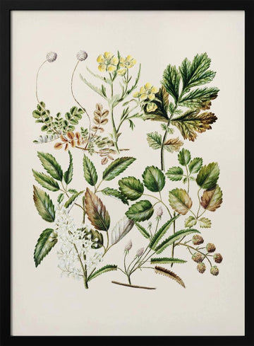 Rubens Australis By Sarah Featon | Poster - Black Metal Frame Interior