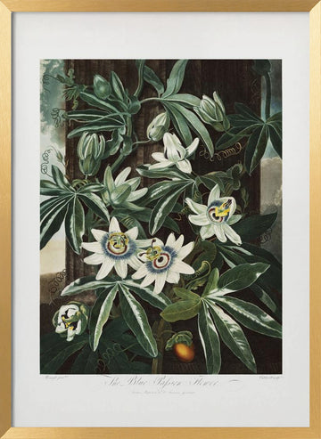 The Passiflora Cerulea from The Temple of Flora (1807) | Poster - Gold Frame Interior