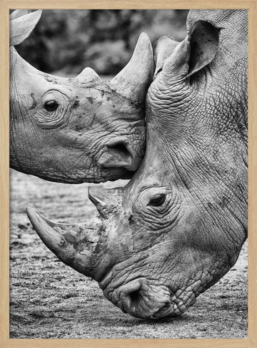 Rhino Tenderness | Poster - Wood Frame Interior