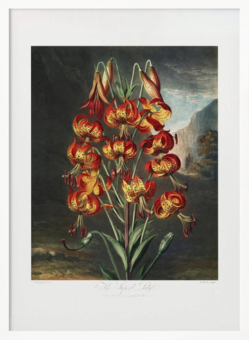 The Superb Lily from The Temple of Flora (1807) | Poster - White Frame Interior