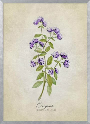 Purple Oregano Botanical | Poster - Silver Frame Interior
