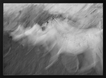 Dynamic White Horse | Poster - Black Metal Frame Interior