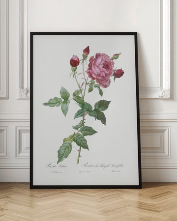 Provence Rose, Les Roses (1817–1824) | Poster - Room Interior 1