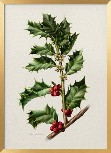 Festive Holly Berries | Poster - Gold Frame Interior