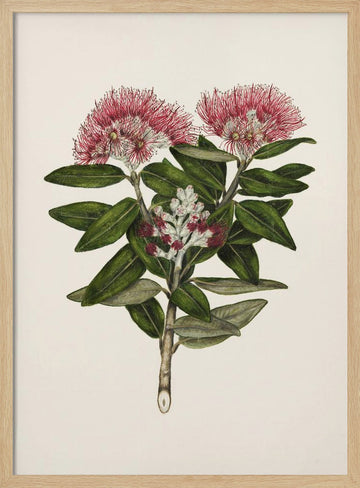 Pohutukawa   Metrosideros Tomentosa Drawn By Sarah Featon (1848–1927) | Poster - Wood Frame Interior