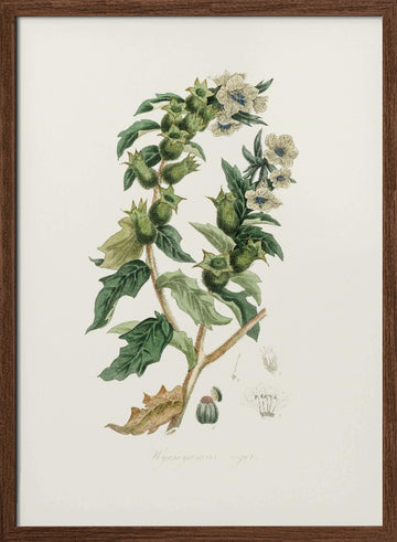 Henbane (hyoscyamus Niger) Medical Botany | Poster - Walnut Frame Interior