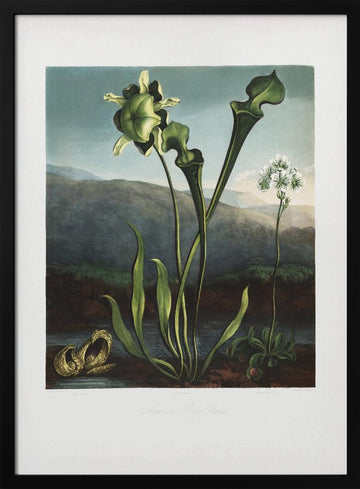 American Bog Plants from The Temple of Flora (1807) | Poster - Black Metal Frame Interior