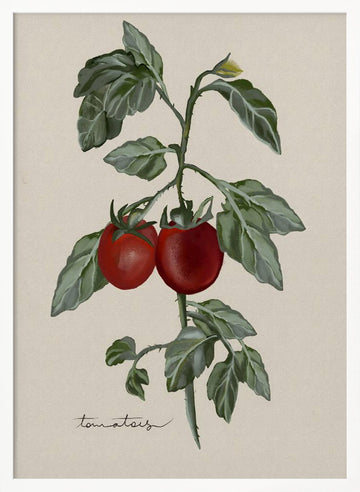 Ripe Tomatoes On Vine | Poster - White Frame Interior