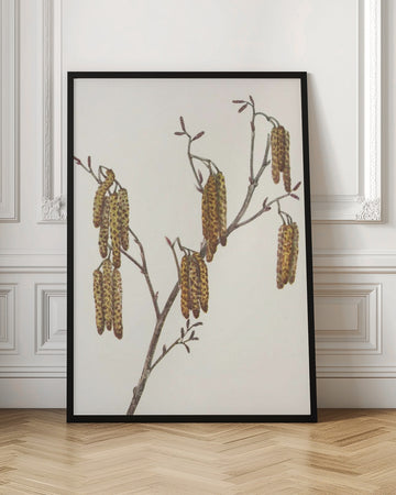 Hazel Alder (alnus Regosa) From North American Wildflowers (1925) By Mary Vaux Walcott. | Poster - Room Interior 1