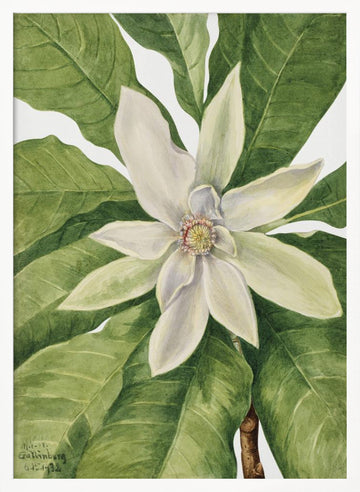 Umbrella Tree (1932) | Poster - White Frame Interior