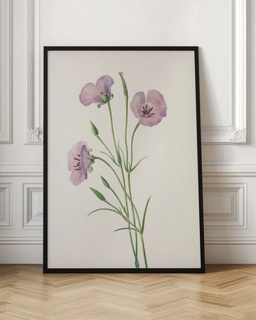 Lilac Mariposa From North American Wildflowers (1925) By Mary Vaux Walcott | Poster - Room Interior 1