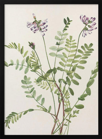 Alpine Milkvetch From North American Wildflowers (1925) By Mary Vaux Walcott | Poster - Black Metal Frame Interior