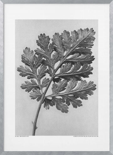 Chrysanthemum parthenium | Poster - Silver Frame Interior