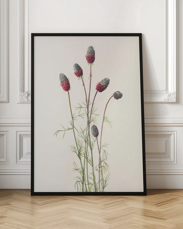 Purple Prairie Clover From North American Wildflowers (1925) By Mary Vaux Walcott | Poster - Room Interior 1
