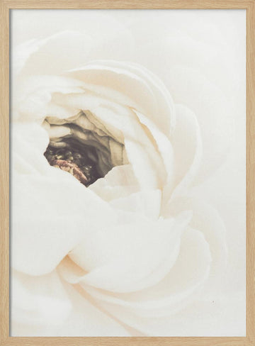 Soft White Ranunculus Bloom | Poster - Wood Frame Interior