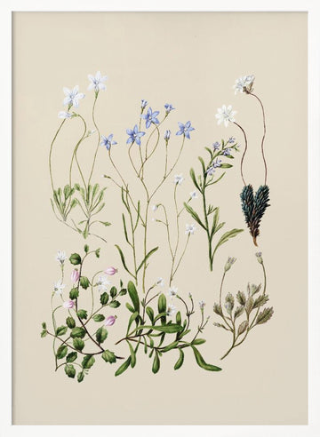 Wahlenbergias Drawn | Poster - White Frame Interior