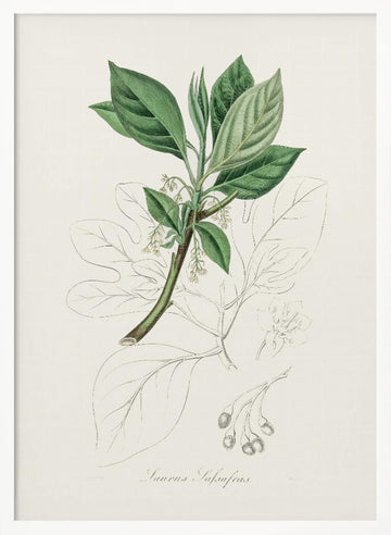 Sassafras (laurus Sassafras) Medical Botany | Poster - White Frame Interior