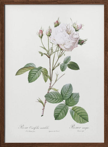 Cabbage Rose White Provence, Les Roses (1817–1824) | Poster - Walnut Frame Interior