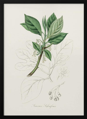 Sassafras (laurus Sassafras) Medical Botany | Poster - Black Metal Frame Interior