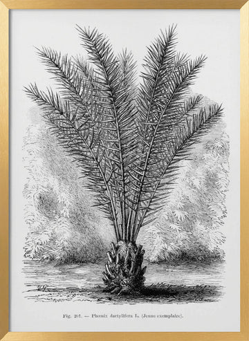 Vintage Palm Tree Drawing Xiii | Poster - Gold Frame Interior