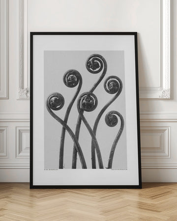 Adiantum pedatum | Poster - Room Interior 1