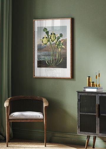 Pitcher Plant from The Temple of Flora (1807) | Poster - Room Interior 2