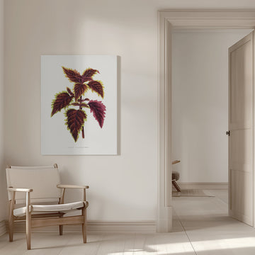 Pink Coleus Leaf Illustration | Canvas - Room Interior 1