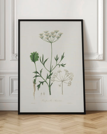 Aniseed (pimpinella Anisum) Medical Botany | Poster - Room Interior 1