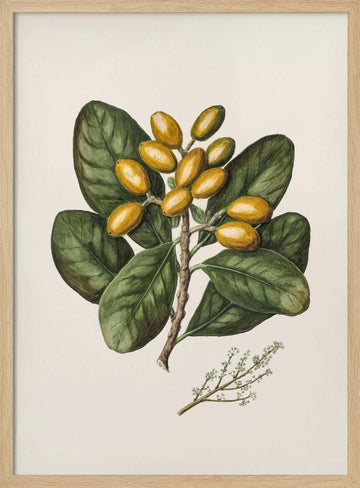 Karaka Drawn By Sarah Featon (1848–1927) | Poster - Wood Frame Interior