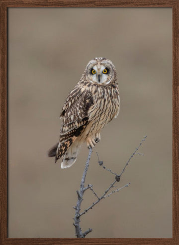 Watchful Short-eared Owl | Poster - Walnut Frame Interior