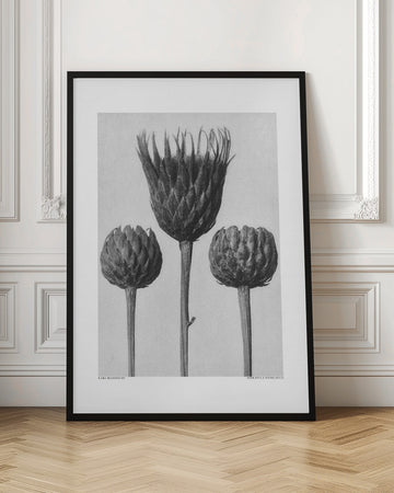 Serratula Nudicaulis | Poster - Room Interior 1