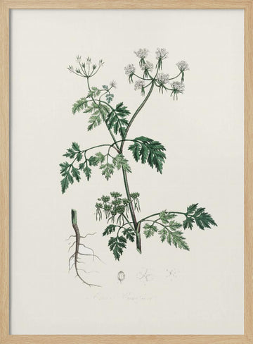Poison Parsley (aethusa Cynapium) Medical Botany | Poster - Wood Frame Interior