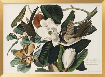 Black Billed Cuckoo From Birds of America (1827) | Poster - Gold Frame Interior