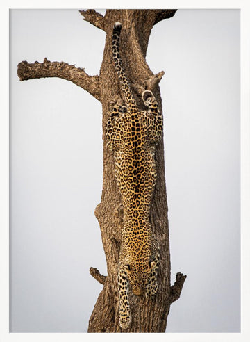 Leopard Descending Tree | Poster - White Frame Interior