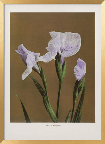 Iris Kæmpferi no2 | Poster - Gold Frame Interior