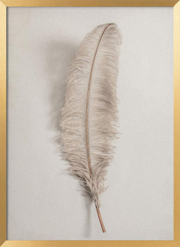 Delicate Light Feather | Poster - Gold Frame Interior