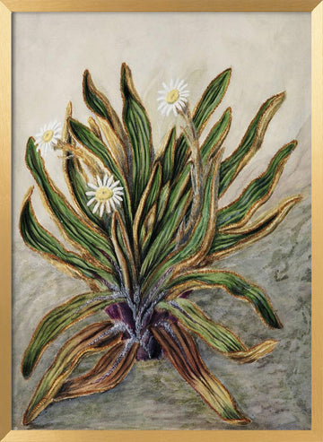 Mountain Daisy Drawn By Sarah Featon (1848–1927) | Poster - Gold Frame Interior