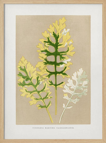 Cineraria Maritima Fairbairnianum Leaf Illustration | Poster - Wood Frame Interior