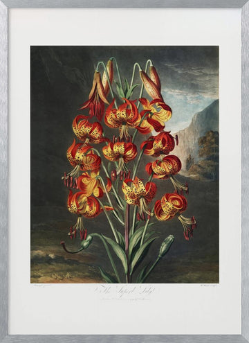 The Superb Lily from The Temple of Flora (1807) | Poster - Silver Frame Interior
